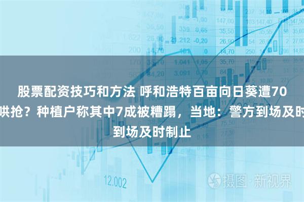 股票配资技巧和方法 呼和浩特百亩向日葵遭70多人哄抢？种植户称其中7成被糟蹋，当地：警方到场及时制止